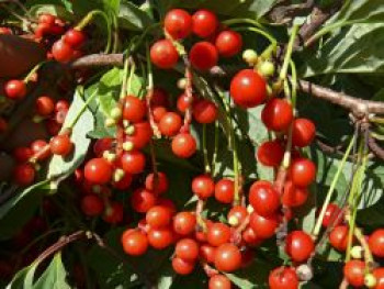 Chinesisches Spaltkörbchen 'Sadova' / Chinabeere 'Sadova', 60-100 cm, Schisandra chinensis 'Sadova', Containerware