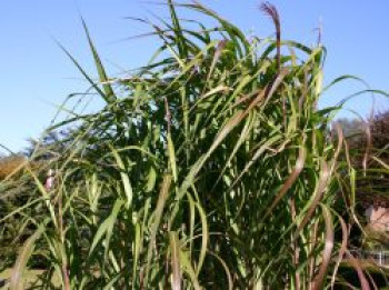 Chinaschilf, Miscanthus sinensis, Topfware