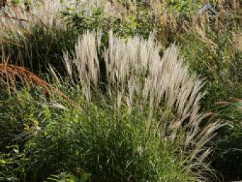 Chinaschilf 'Yaka Dance', Miscanthus sinensis 'Yaka Dance', Containerware