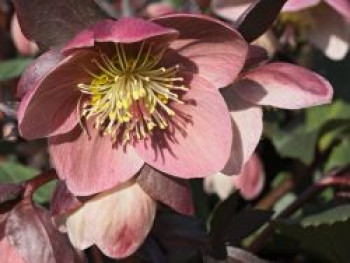 Christrose 'HGC Pink Frost', Helleborus x ericsmithii 'HGC Pink Frost', Containerware