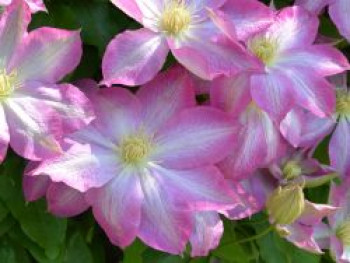 Clematis 'Asao', 60-100 cm, Containerware