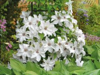 Clematis 'Beautiful Bride', 60-100 cm, Containerware