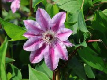 Clematis 'Capitaine Thuilleaux', 60-100 cm, Containerware