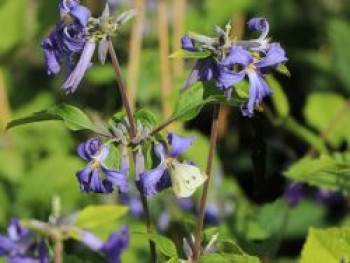 Clematis 'Cassandra' / Stauden-Clematis, Clematis heracleifolia 'Cassandra' (tubulosa), Containerware