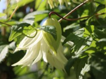 Clematis 'Lemon Dream', 60-100 cm, Containerware