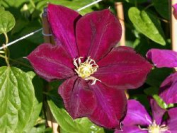Clematis 'Monte Cassino', 60-100 cm, Containerware