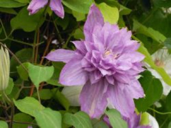 Clematis 'Proteus', 60-100 cm, Containerware