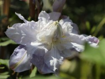 Clematis 'Veronica's Choice', 60-100 cm, Containerware