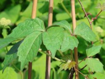 Dreilappige Jungfernrebe 'Green Spring', 60-100 cm, Parthenocissus tricuspidata 'Green Spring', Containerware