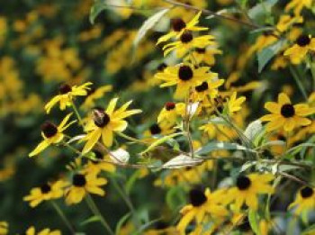 Dreilappiger Sonnenhut, Rudbeckia triloba, Topfware
