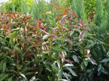 Duftender Schneeball 'Coppertop', 80-100 cm, Viburnum odoratissimum 'Coppertop', Containerware