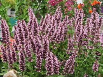 Duftnessel 'Beelicious Pink', Agastache x cultorum 'Beelicious Pink', Topfware