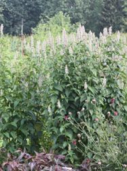 Duftnessel, Agastache nepetoides, Topfware