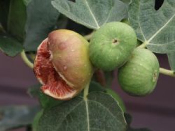 Echte Feige 'Desert King', 40-60 cm, Ficus carica 'Desert King', Containerware