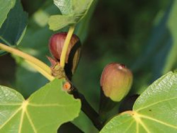 Echte Feige 'Terza', 40-60 cm, Ficus carica 'Terza', Containerware