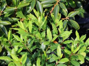 Echter Lorbeer 'LITTLE RAGU' ®, 20-30 cm, Laurus nobilis 'LITTLE RAGU' ®, Containerware