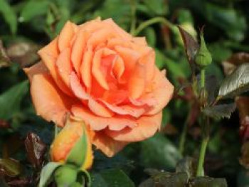 Edelrose 'Ashram' ®, Rosa 'Ashram' ®, Wurzelware