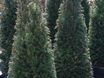 Eibe (Kegel), 60-80 cm, Taxus baccata (Kegel), Containerware