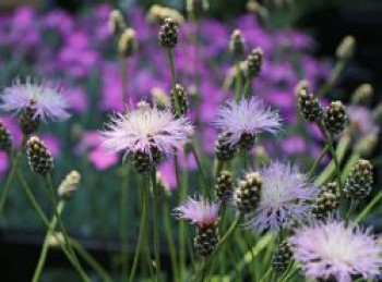 Einfache Kissen-Flockenblume, Centaurea simplicicaulis, Topfware