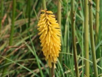 Fackellilie 'Banana Popsicle' ®, Kniphofia uvaria 'Banana Popsicle' ®, Topfware