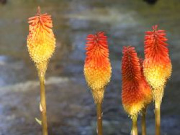 Fackellilie 'Flamenco', Kniphofia uvaria 'Flamenco', Containerware