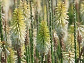 Fackellilie 'Ice Queen', Kniphofia uvaria 'Ice Queen', Topfware