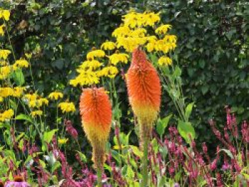 Fackellilie 'Royal Castle', Kniphofia uvaria 'Royal Castle', Topfware