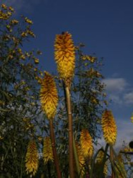Fackellilie 'Wrexham Buttercup', Kniphofia uvaria 'Wrexham Buttercup', Topfware