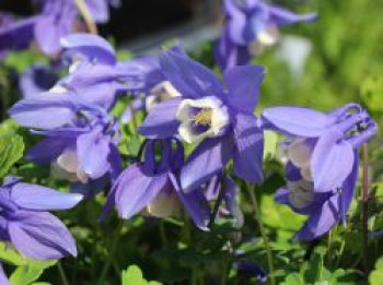 Fächer-Akelei 'Blue Angel', Aquilegia flabellata 'Blue Angel', Topfware