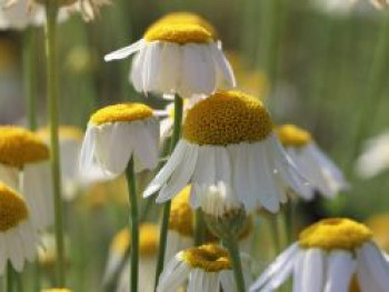 Färber-Hundskamille 'Alba', Anthemis tinctoria 'Alba', Topfware