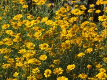 Färber-Hundskamille 'Kelwayi', Anthemis tinctoria 'Kelwayi', Topfware