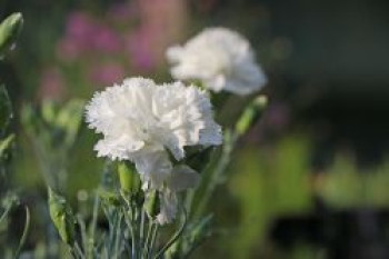 Feder-Nelke 'Haytor White', Dianthus plumarius 'Haytor White', Topfware