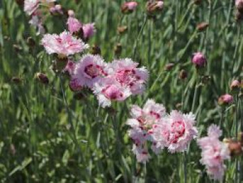 Feder-Nelke 'Ine', Dianthus plumarius 'Ine', Topfware
