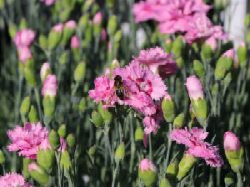 Feder-Nelke 'Maggie', Dianthus plumarius 'Maggie', Topfware