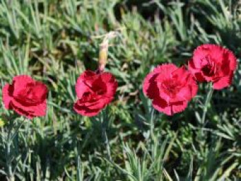 Feder-Nelke 'Munot', Dianthus plumarius 'Munot', Topfware