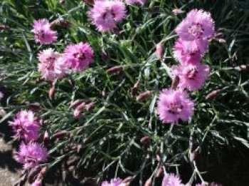 Feder-Nelke 'Roseus', Dianthus plumarius 'Roseus', Topfware