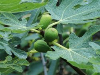 Feige 'ALL YEAR HECTOR' ®, Stamm 40 cm, Ficus carica 'ALL YEAR HECTOR' ®, Stämmchen