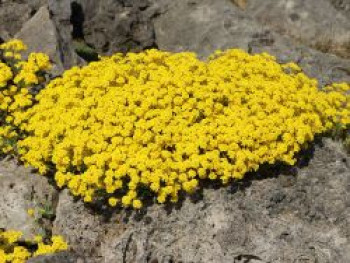 Felsen-Steinkraut 'Compactum Goldkugel', Alyssum saxatile 'Compactum Goldkugel', Topfware