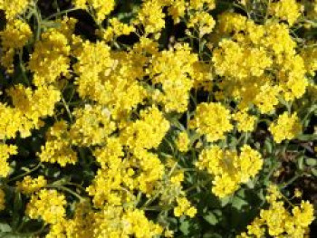 Felsen-Steinkraut 'Gold Cushion', Aurinia saxatilis 'Gold Cushion', Topfware