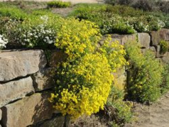 Felsen-Steinkraut, Alyssum saxatile, Topfware