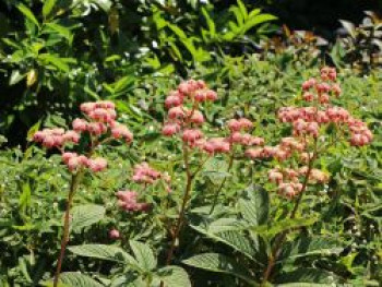 Fiederblättriges Schaublatt 'Superba', Rodgersia pinnata 'Superba', Topfware