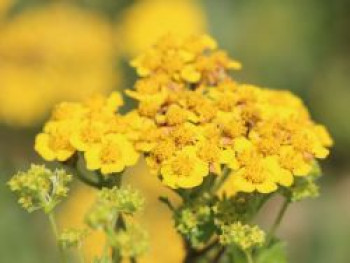 Filzige Teppich Garbe, Achillea tomentosa, Topfware