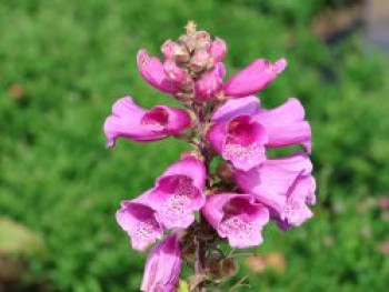 Fingerhut 'Pollux Purple', Digitalis purpurea 'Pollux Purple', Containerware