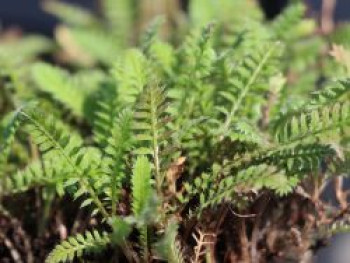Fingerkraut Fiederteppich, Cotula potentillina, Topfware