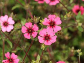 Fingerkraut 'Ron McBeath', Potentilla nepalensis 'Ron McBeath', Topfware