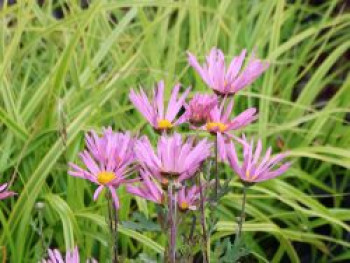 Frühblühende Winteraster 'Clara Curtis', Chrysanthemum zawadskii var. latilobum 'Clara Curtis', Topfware
