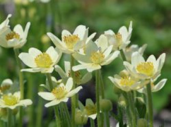 Frühsommer-Windröschen 'Annabella White', Anemone multifida 'Annabella White', Containerware