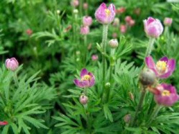 Frühsommer-Windröschen 'Rubra', Anemone multifida 'Rubra', Topfware