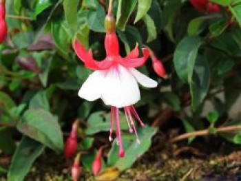 Fuchsie 'Lady Thumb', Fuchsia 'Lady Thumb', Topfware