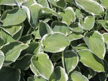 Funkie 'Barbara Ann', Hosta x cultorum 'Barbara Ann', Topfware